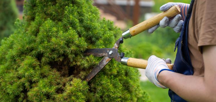 A young man in a straw hat and hands in gloves is trimming bushes in his garden with a big secateur. A professional gardener is cutting a thuja tree for a better shape