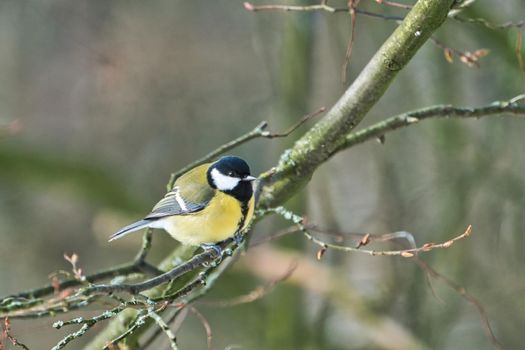 one greathungry great tit in the winter tit on a tree at a cold and sunny winter day