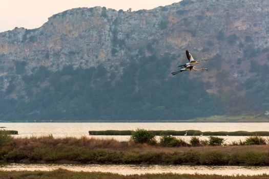 Wildlife scenery view with beautiful flamingos flying at sunset in gialova lagoon, Messinia, Greece.