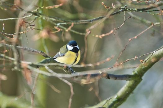 one greathungry great tit in the winter tit on a tree at a cold and sunny winter day