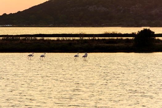 Wildlife scenery view with beautiful flamingos wandering at sunset in gialova lagoon, Messinia, Greece.