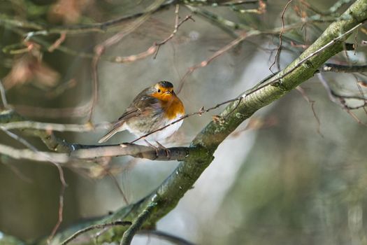 single robin at a sunny and cold winterday on a tree