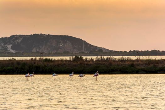 Wildlife scenery view with beautiful flamingos wandering at sunset in gialova lagoon, Messinia, Greece.