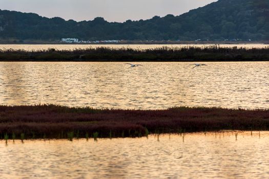 Wildlife scenery view with beautiful flamingos flying at sunset in gialova lagoon, Messinia, Greece.