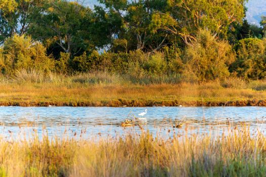 A Great Egret is wading in the shallow water of gialova lagoon looking for something to eat. Greece.