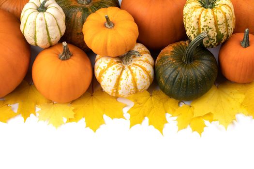 Many colorful pumpkins and maple leaves frame isolated on white background, autumn harvest, Halloween or Thanksgiving concept