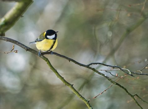 one greathungry great tit in the winter tit on a tree at a cold and sunny winter day