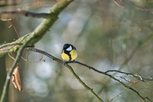 one greathungry great tit in the winter tit on a tree at a cold and sunny winter day