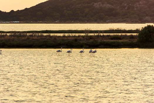 Wildlife scenery view with beautiful flamingos wandering at sunset in gialova lagoon, Messinia, Greece.