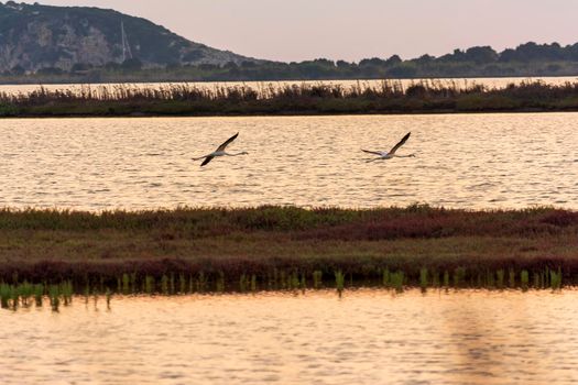 Wildlife scenery view with beautiful flamingos flying at sunset in gialova lagoon, Messinia, Greece.