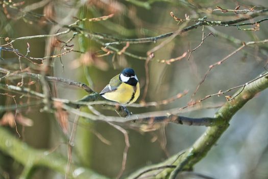 one greathungry great tit in the winter tit on a tree at a cold and sunny winter day