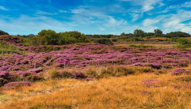 Island of Texel - Netherlands - wonderfull plants in pink at the dune - no people