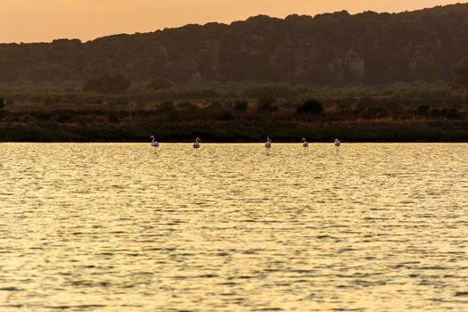 Wildlife scenery view with beautiful flamingos wandering at sunset in gialova lagoon, Messinia, Greece.