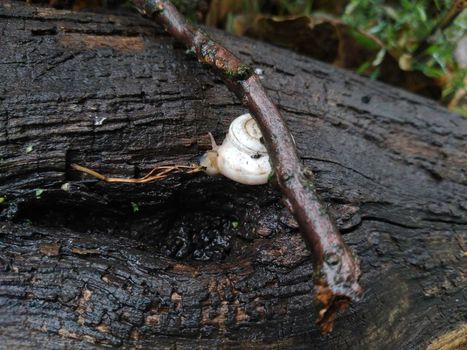 Shot of a white Grape snail Helix pomatia crawling on the tree trunk. High quality photo