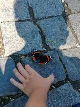 The boy is trying to catch a butterfly with his hand. Shadow of a boy on the road with a butterfly like bow tie. High quality photo