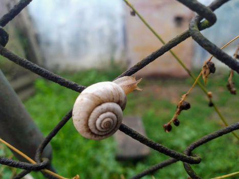 Shot of a white Grape snail Helix pomatia crawling on the tree trunk. High quality photo