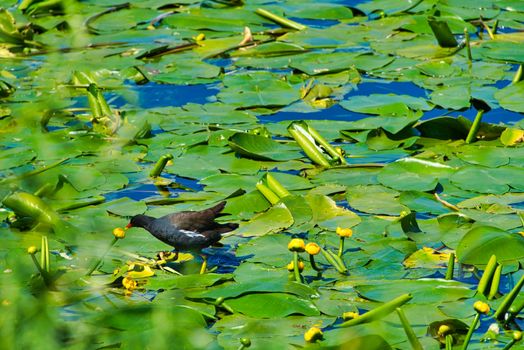 Eurasian Common Moorhen in sweet water pond on german island Heligoland - island Dune