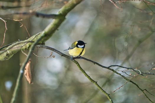 one greathungry great tit in the winter tit on a tree at a cold and sunny winter day