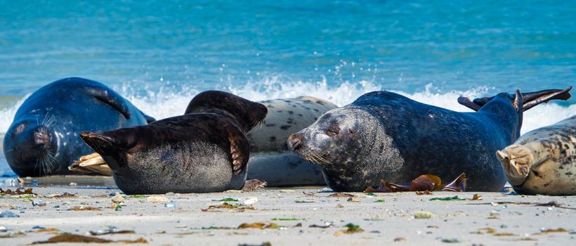 Wijd Grey seal on the north beach of Heligoland - island Dune i- Northsea - Germany