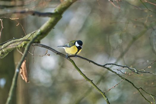 one greathungry great tit in the winter tit on a tree at a cold and sunny winter day