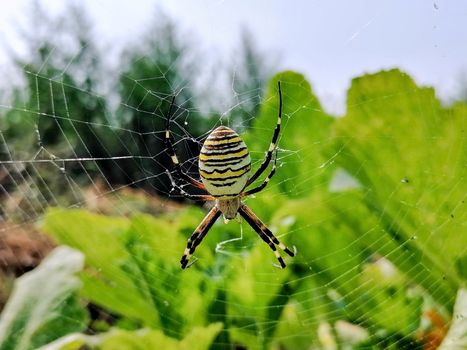 Upside down spider on cobweb, close up. High quality photo