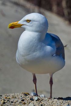 Single european herring gull on heligoland - island Dune - North beach - Larus argentatus