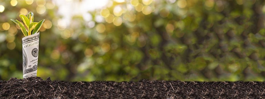 Economic Growth symbol one hundred dollar bill with a plant or leaf growing out of the earth with blurred green background, banner image with copy space