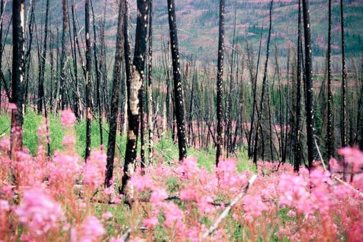 Blooming fireweed, epilobium angustifolium, begins cycle of life again after devastating forest fire in boreal forest of Yukon Territory, Canada