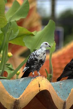 Pigeons are herbivorous birds, especially seeds. They are commonly found on rooftops and in cities.