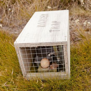 Baited small animal trap used for rat and stoat control with written warning for humans