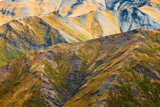 Nature background of fall colored alpine tundra habitat in high mountain range