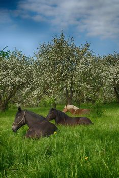 Horses resting in lush green grass in spring in a farm orchard with trees covered in white blossom under a sunny blue sky in a concept of the seasons