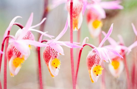 Fairy Slipper, Calypso bulbosa, orchid blooming wildflowers close-up shot in the field