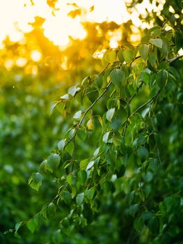 Beautiful green birch branches natural abstract bokeh background with copy space. Fresh foliage of thin gentle birch branches in sunset light. Yellow sun rays bursting through leaves. Vertical