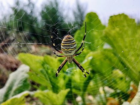 Macro spider close-up shot. Spider in the wild nature weaving web. Toxic wild spider. . High quality photo