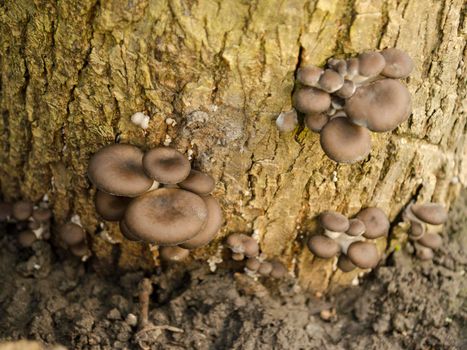 oyster mushrooms grew on the tree