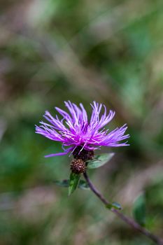 Close up og purple flower in a meadow