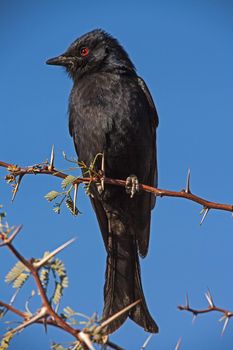The drongo will often be found following the large herbivores to hunt the insects flushed from the grass