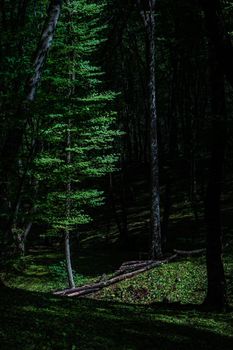 Rural forest landscape on Gombori Pass in Georgia