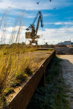 High blades of grass at city port in front of factory square