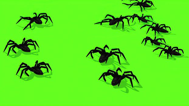 3d illustration - Spiders On Green Screen Creepy Crawling