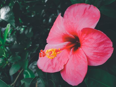 Flower Hibiscus rosa-sinensis (Chinese hibiscus, China rose, Hawaiian hibiscus, Rose mallow, Shoeblackplant) Naturally beautiful flowers in the garden.