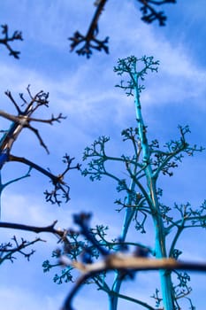 Blue painted agaves under blue sky in Rodalquilar, Cabo de Gata-Nijar natural park in Spain