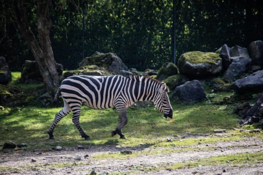 Zebra is in the park looking for food