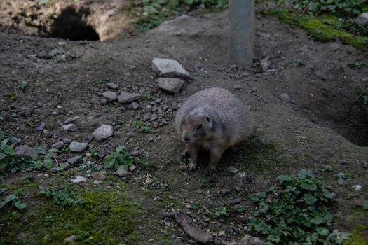 Marmots scurry back and forth on the alpine pasture