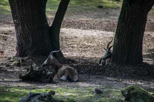 Deer at the edge of the forest and in the meadow