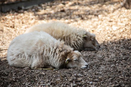 sheeps are sleeping in the sun