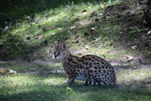 Serval sneaks through the forest in search of prey