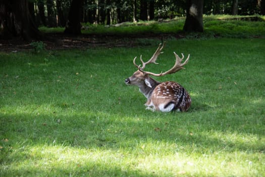 Deer at the edge of the forest and in the meadow