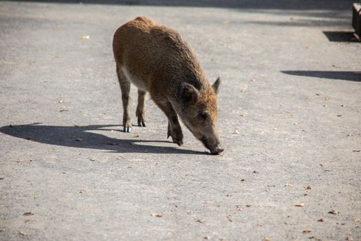 Wild boars dig in the earth looking for food